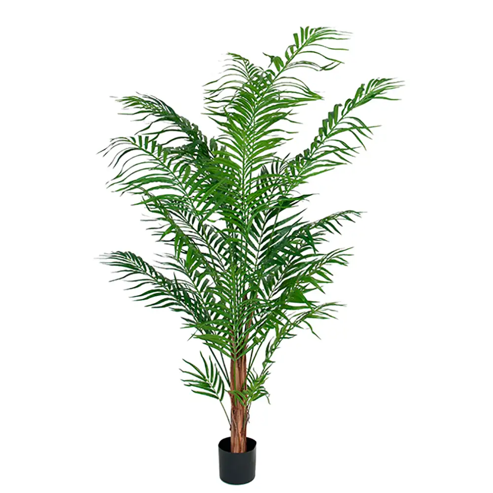 Areca-Palme 120 cm