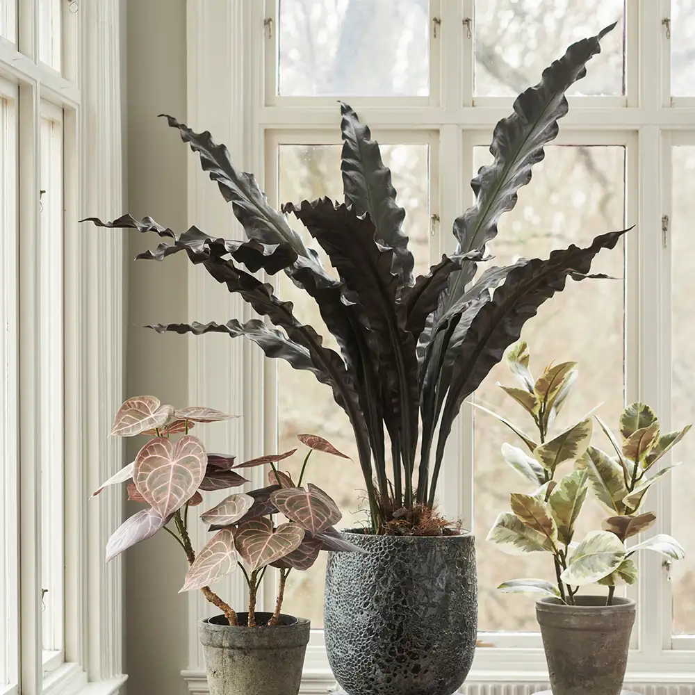 Asplenium Baum 90 cm