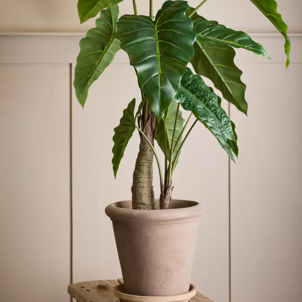  Alocasia-Baum, 120 cm
