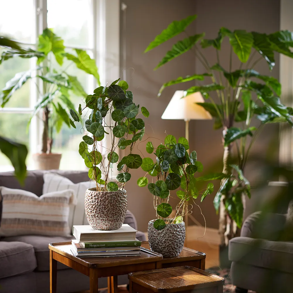  Alocasia-Baum 150 cm