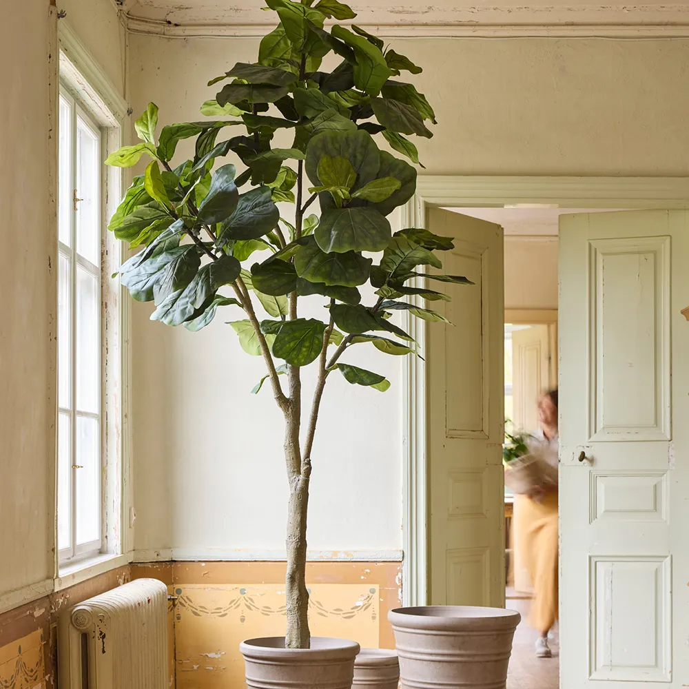  Fiolfikus-Topf 180 cm