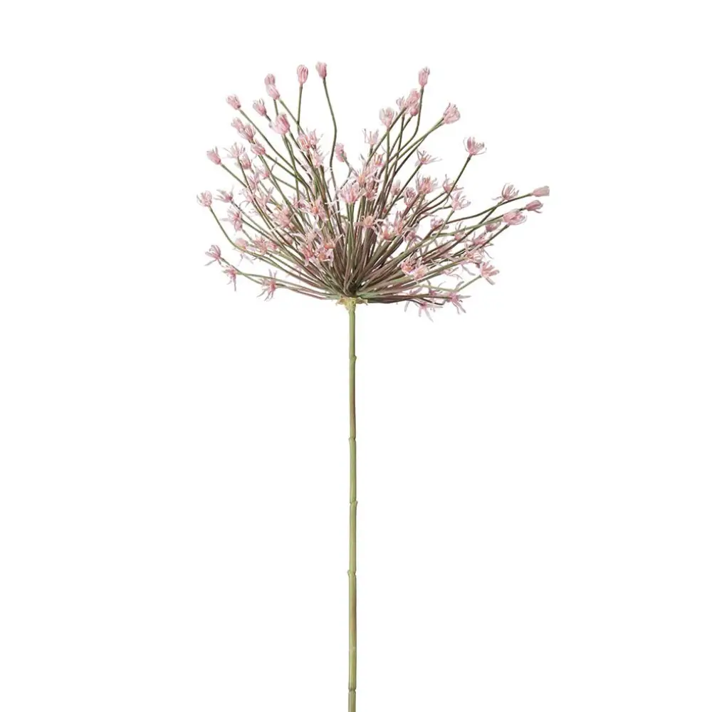  Allium Pink 125 cm