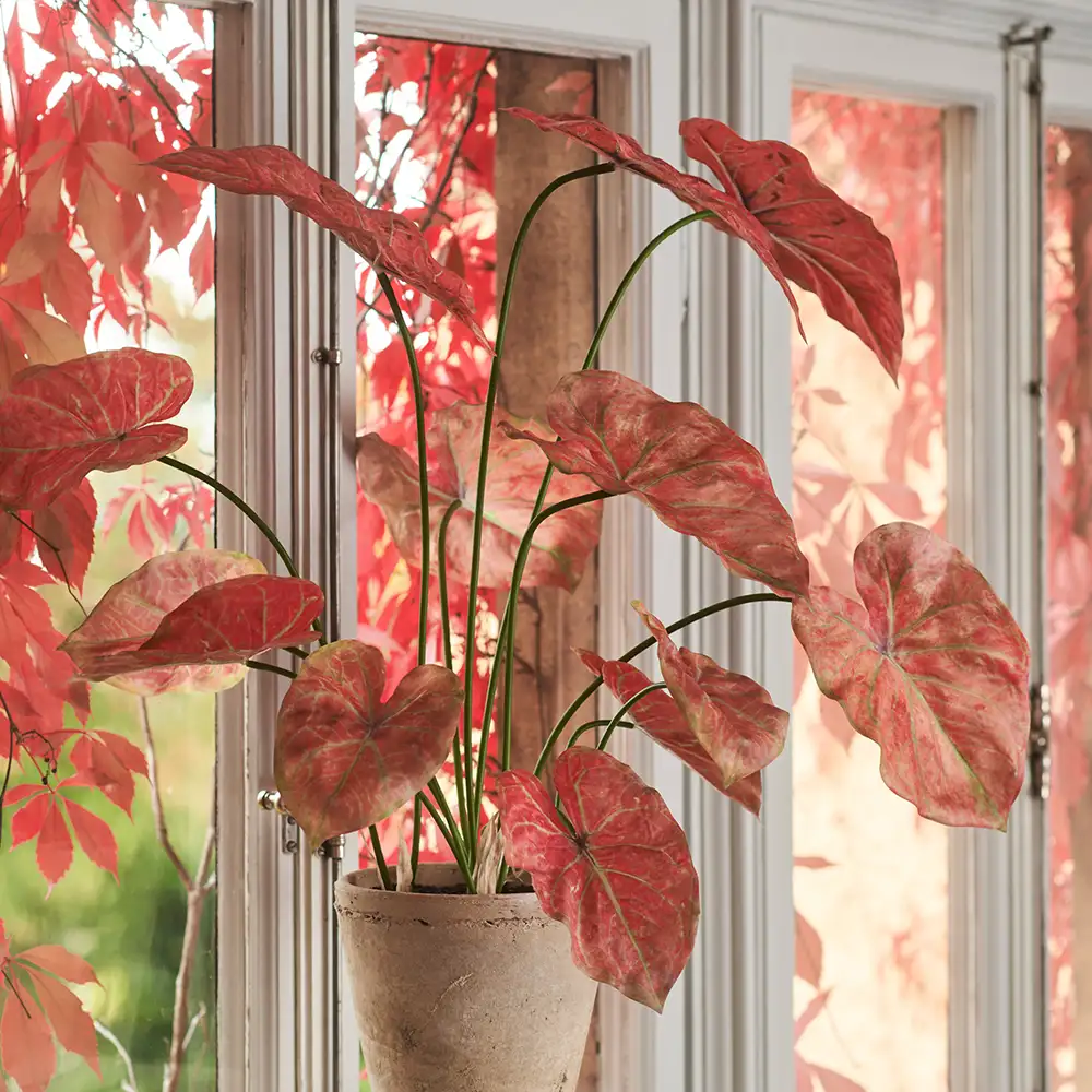 Caladium Topfpflanze 80 cm Rosa