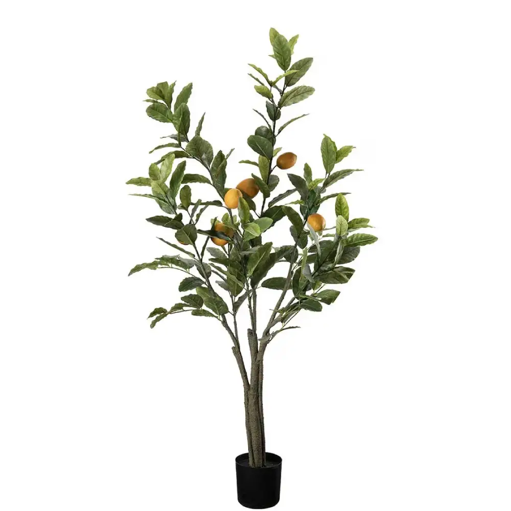 Zitronenbaum Grün 120 cm