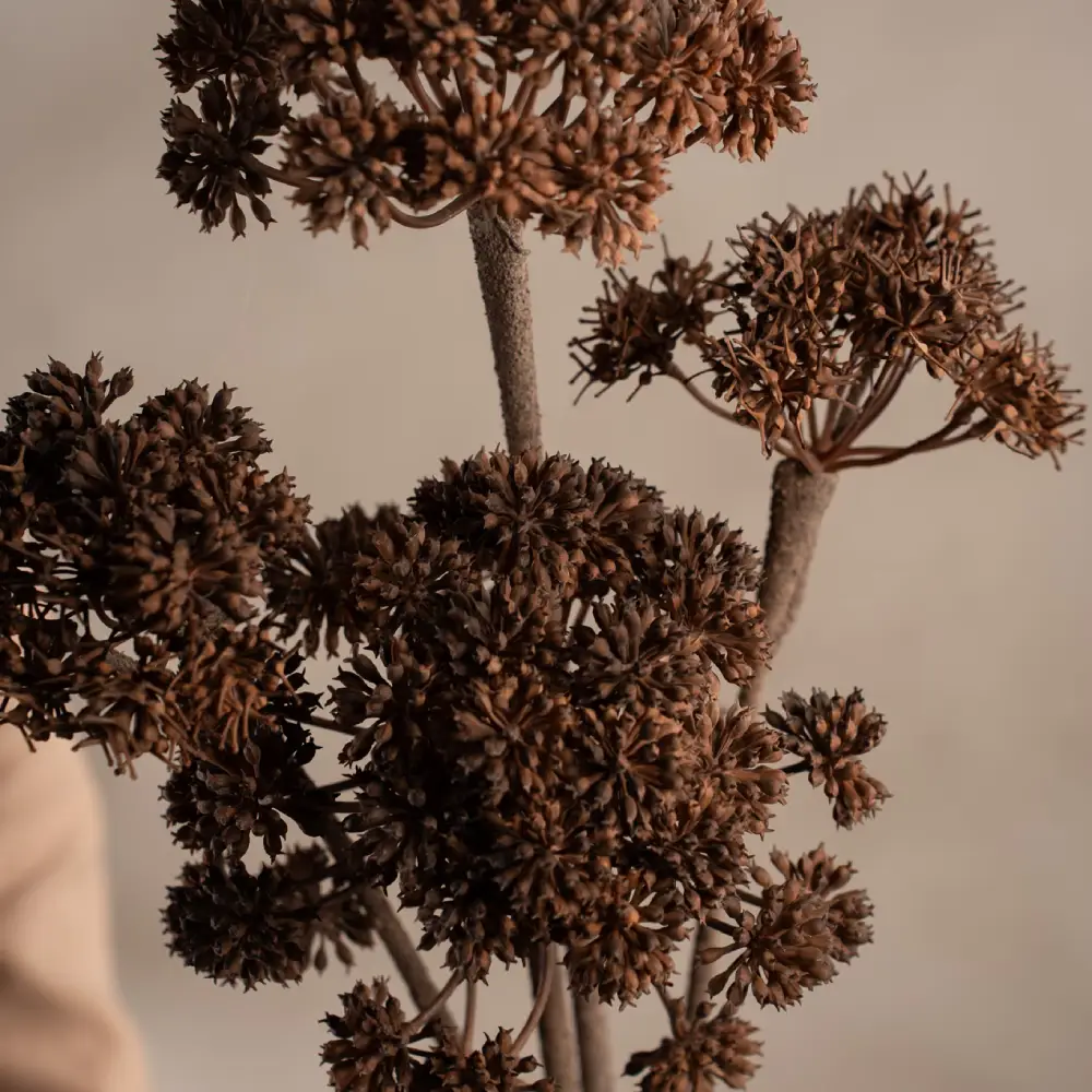 Angelica Brown Schnittpflanze 125 cm