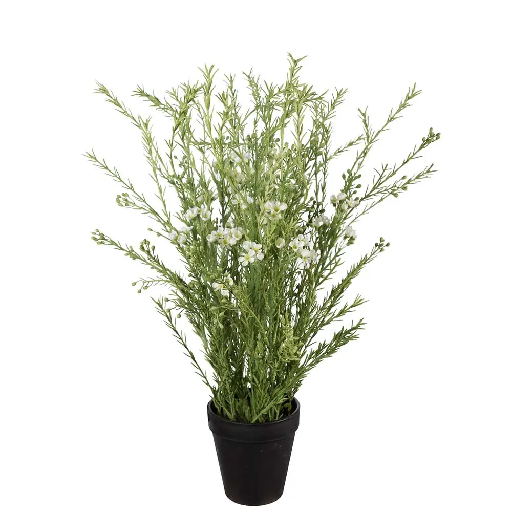  Wachsblume Topfpflanze 55 cm Weiß