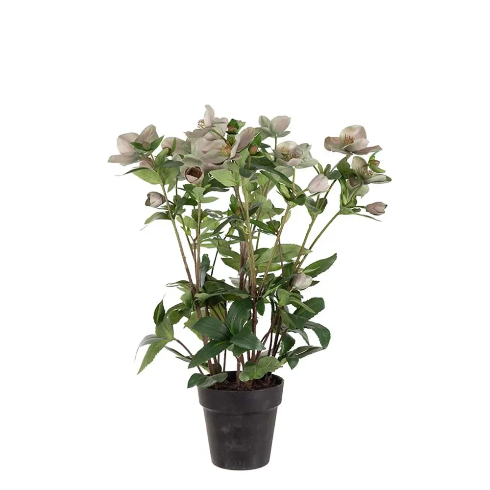 Helleborus im Topf 55 cm rosa
