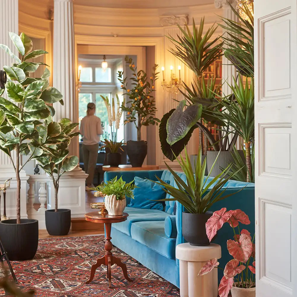 Yucca Rostrata Baum 180 cm