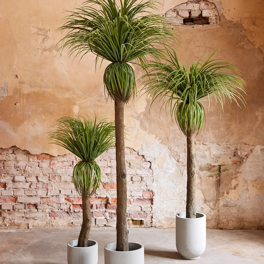 Flaschenlilienbaum 130 cm