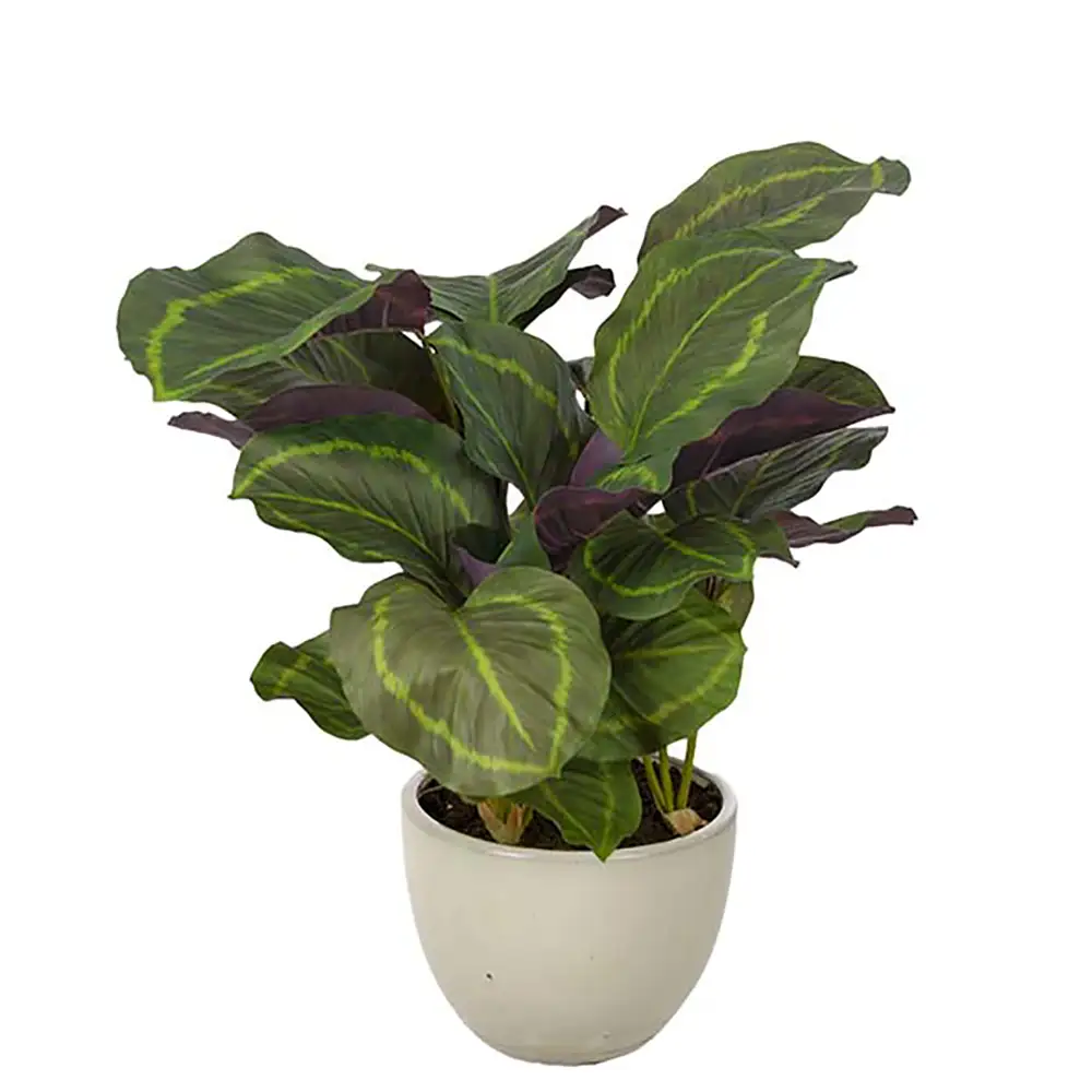 Calathea Topfpflanze 65 cm