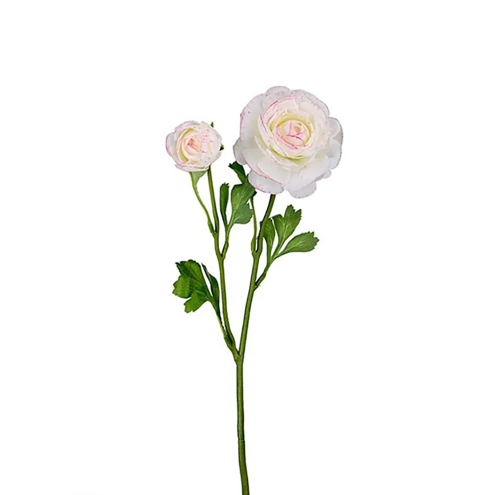 Ranunkel Schnittblume 45 cm Mehrfarbig