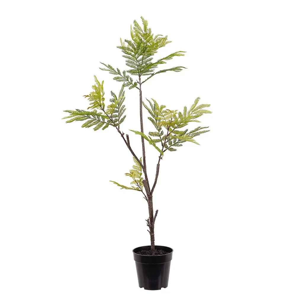  Pithecellobium Topfpflanze 95 cm