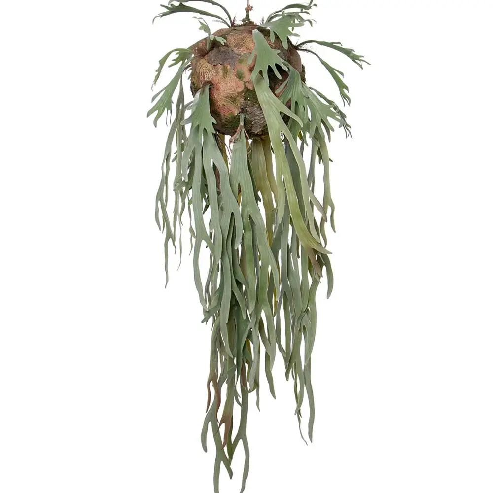  Elchhornfarn Hängepflanze Grün