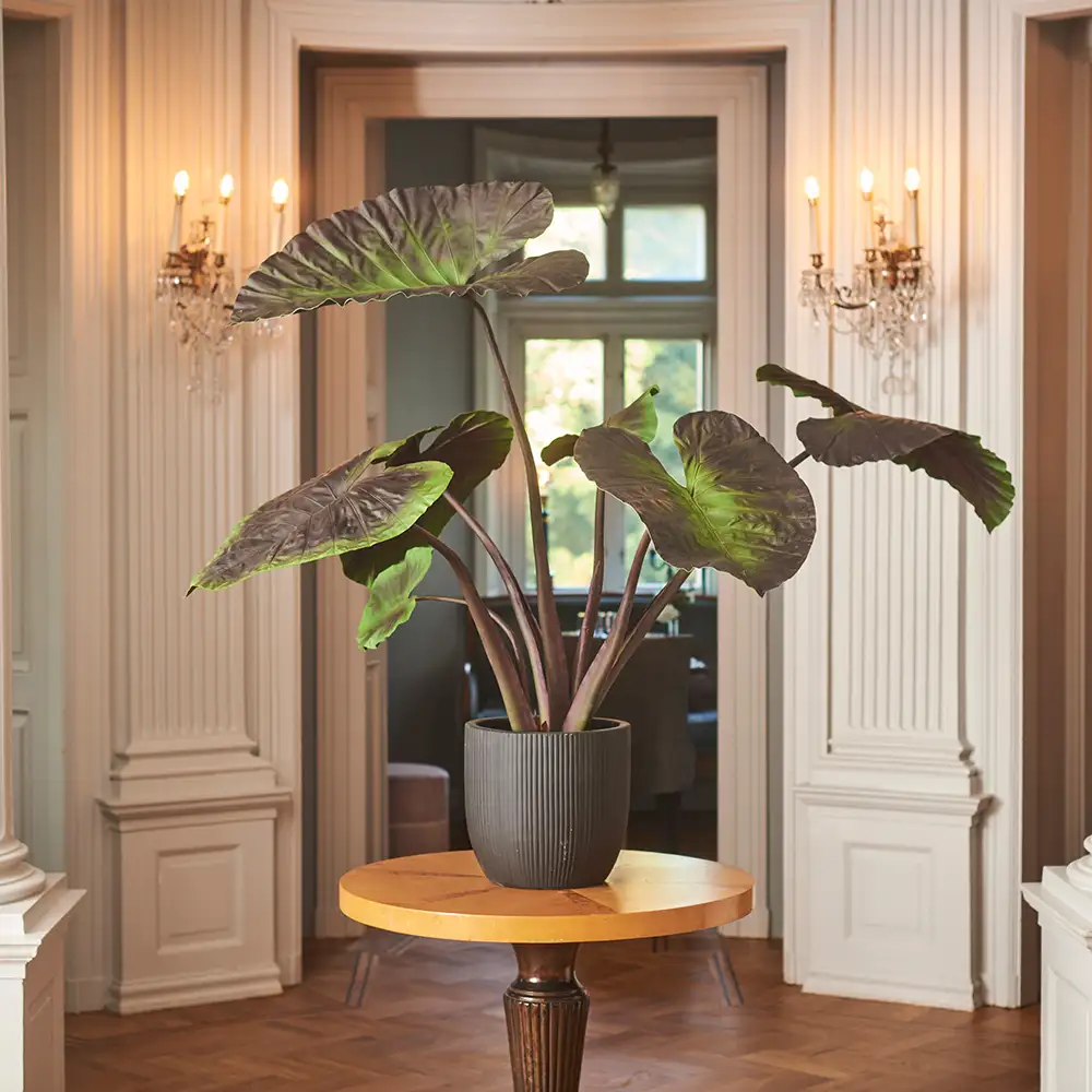 Alocasia-Baum 100 cm