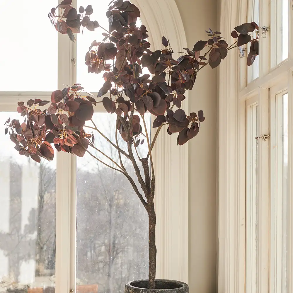 Cotinus-Baum 140 cm