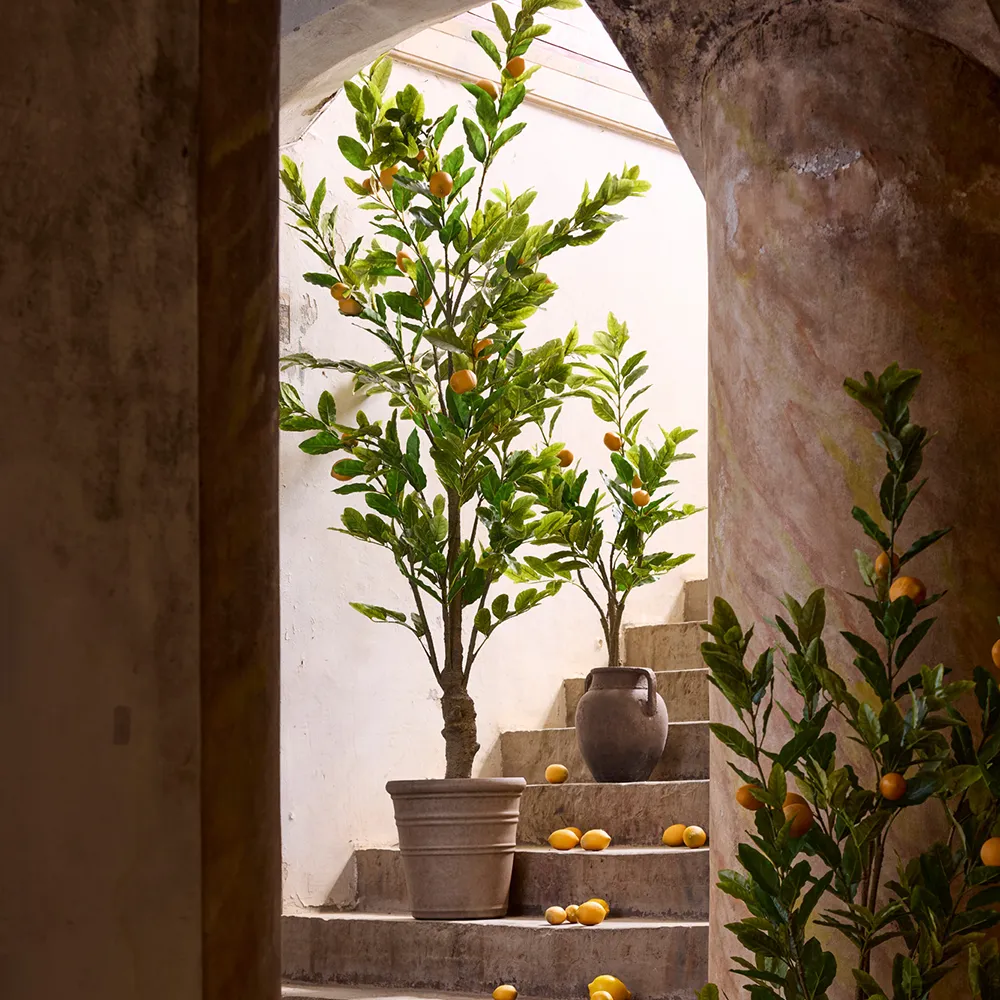 Zitrusbaum 180 cm