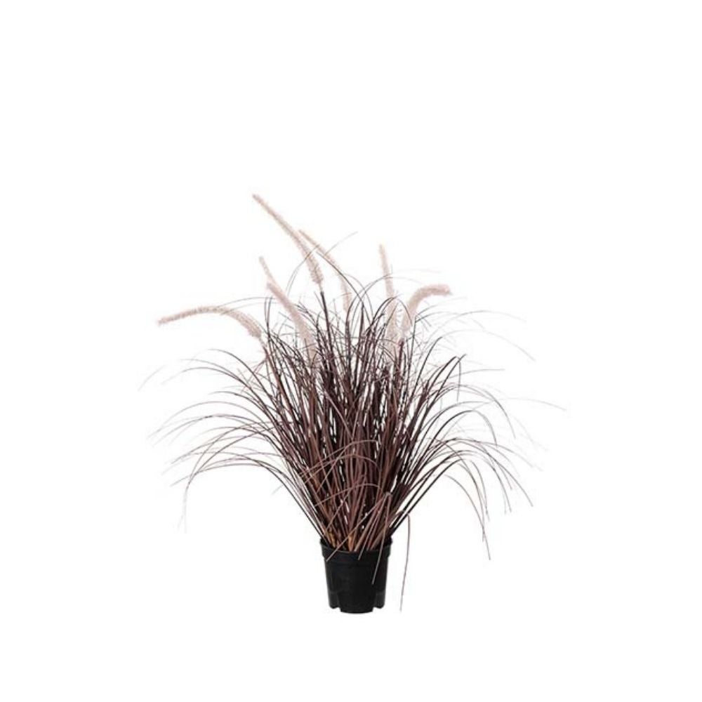 Gras Burgundy 60 cm
