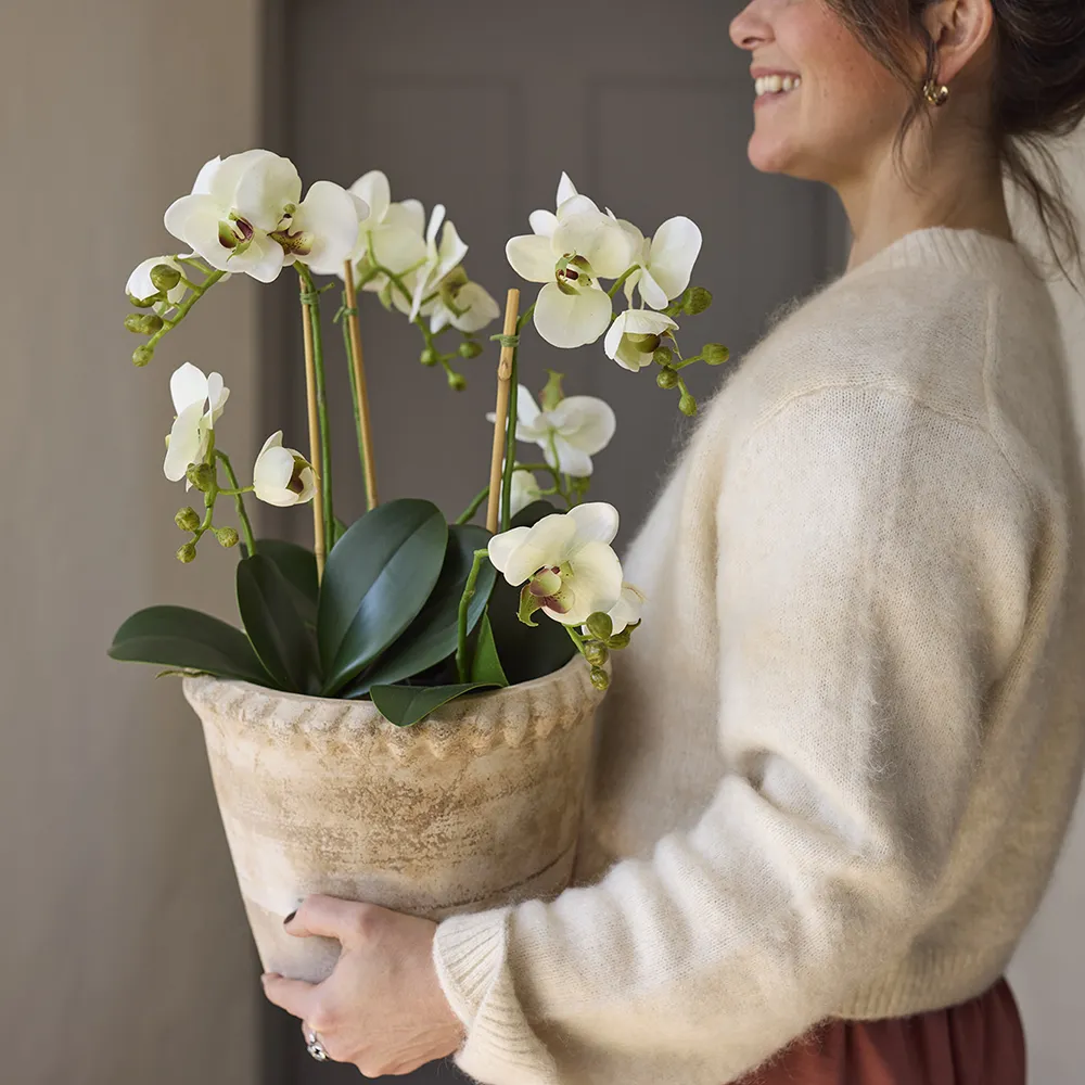 Phalaenopsis Orchidee 90 cm Weiß