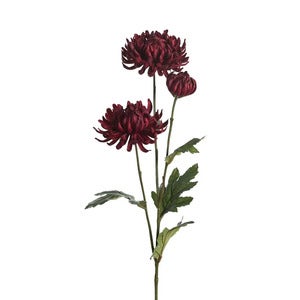 Chrysanthemen-Schnittblume 60 cm Rot