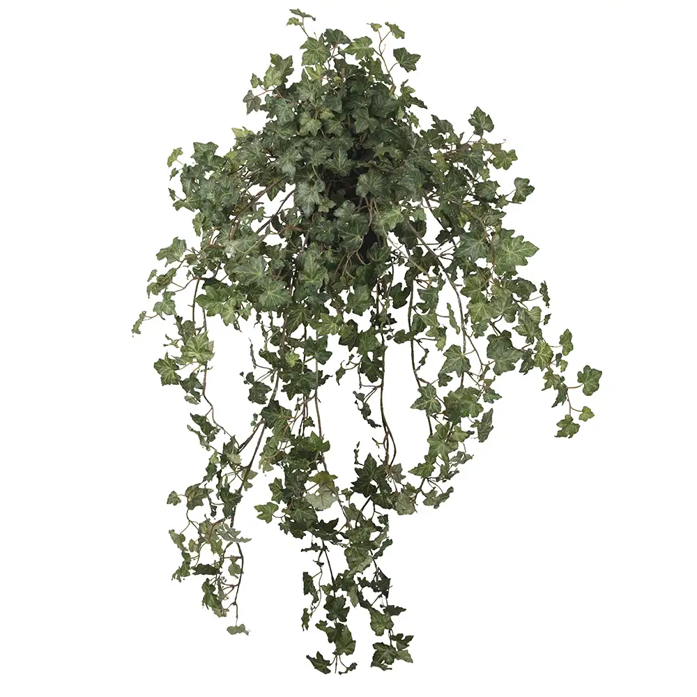 Efeu 85 cm
