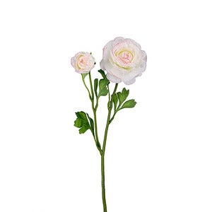 Ranunkel Schnittblume 45 cm Mehrfarbig