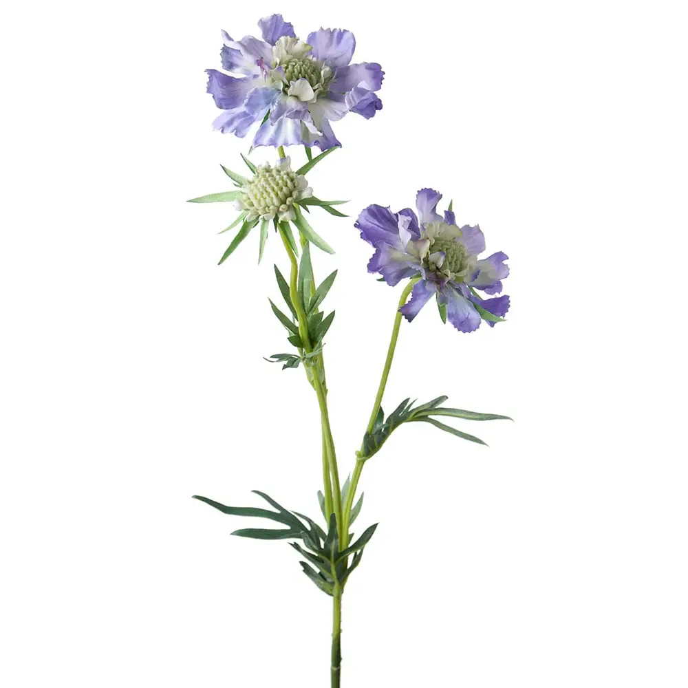  Skabiose-Schnittblume 70 cm Blau