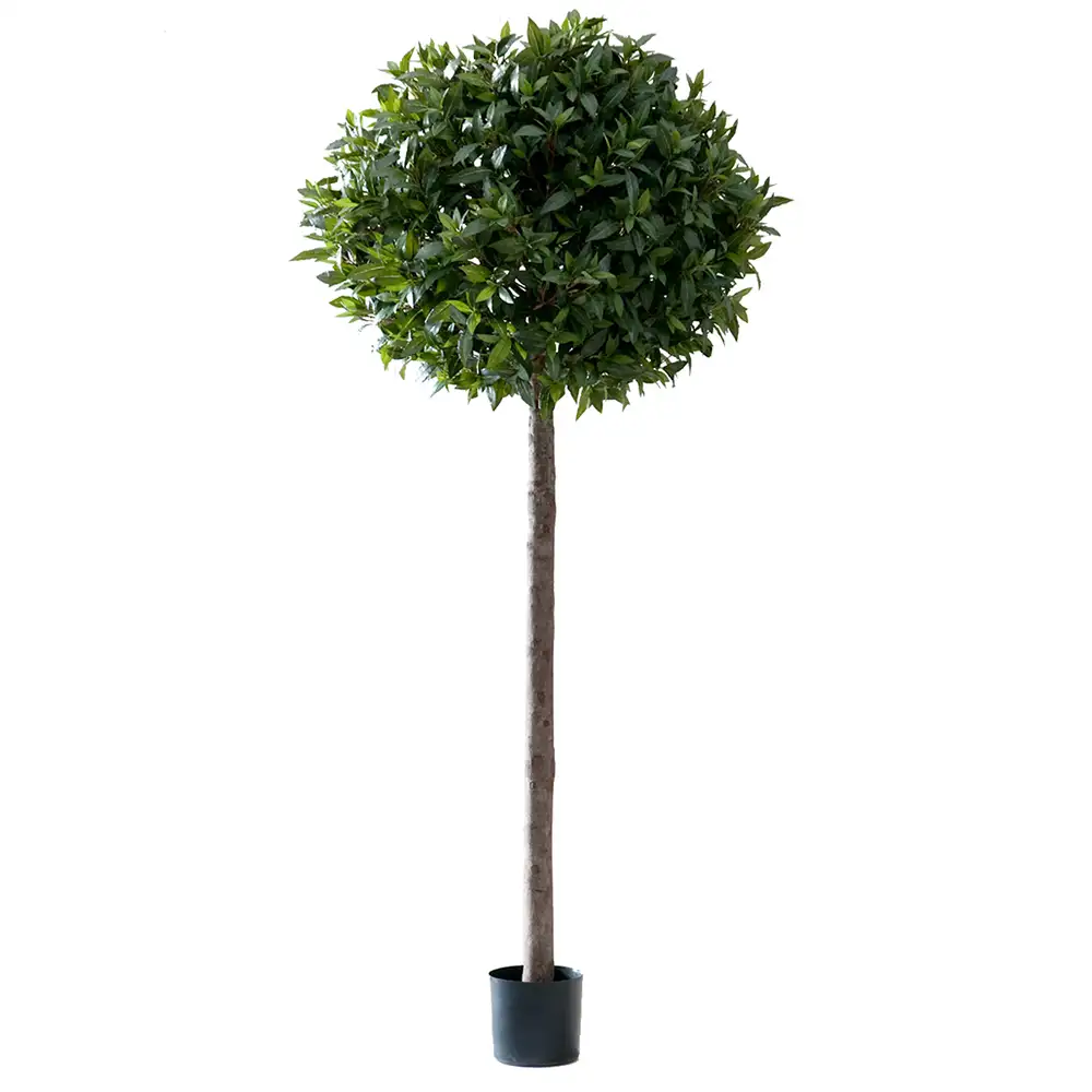 Lagerbaum 220 cm