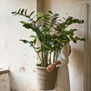  Zamifolia im Topf 120 cm