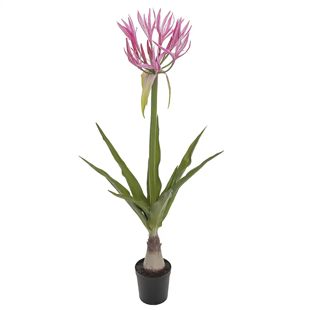 Nerine Topfpflanze 125 cm Rosa