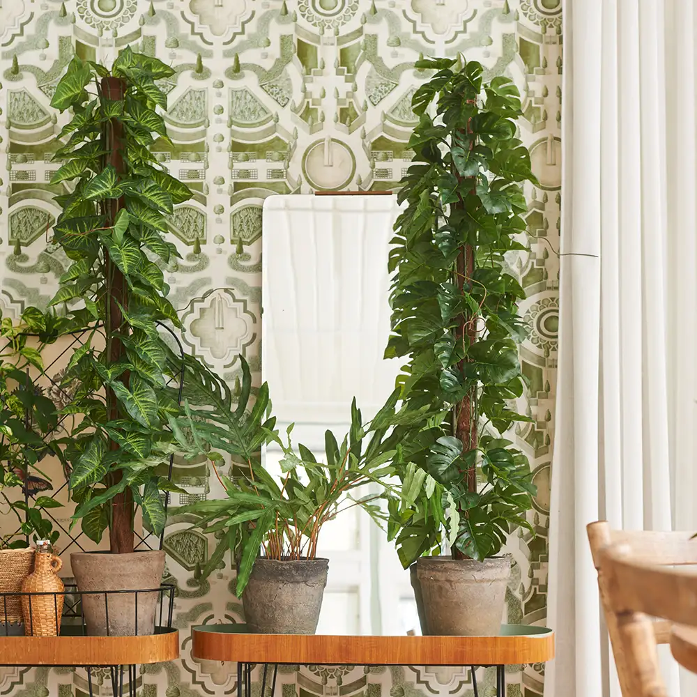 Monstera 120 cm Grün