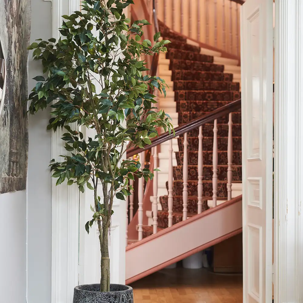 Feige Benjamin Baum 300 cm