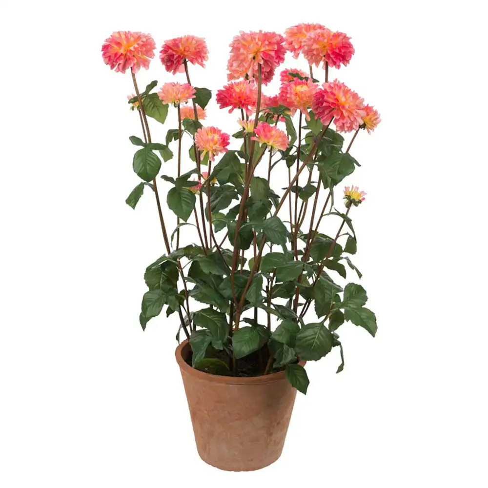 Dahlie Topfpflanze 100 cm Rosa