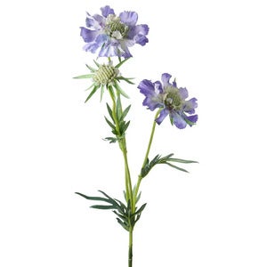  Skabiose-Schnittblume 70 cm Blau