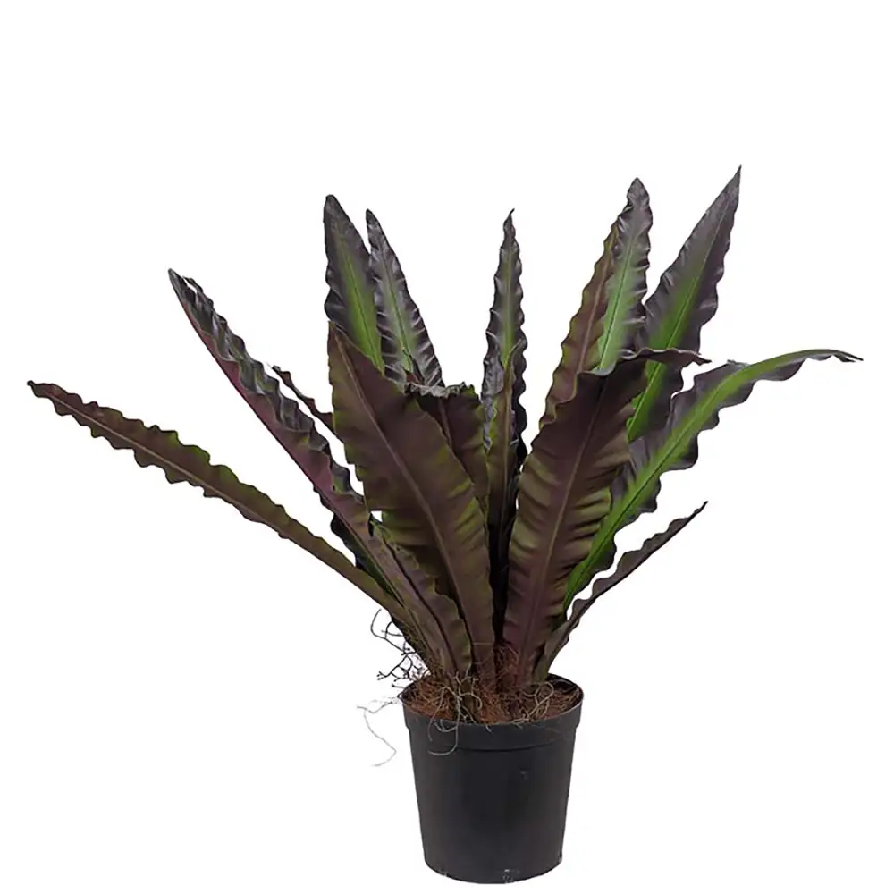 Asplenium Baum 90 cm
