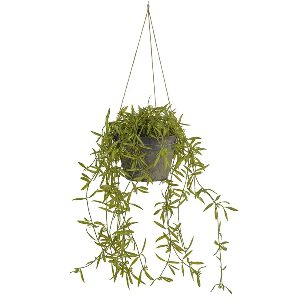 Hoya Hängepflanze 25 cm