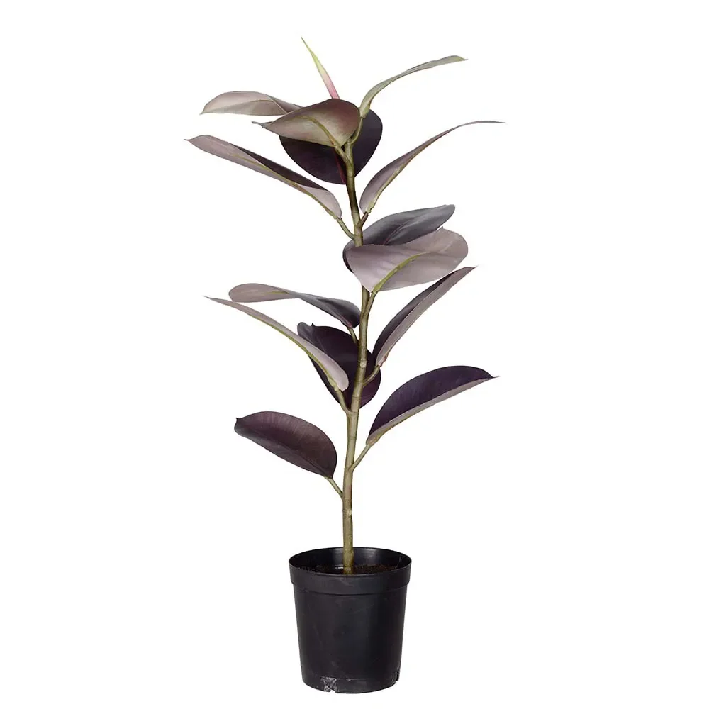  Ficus Elastica Topfpflanze 80 cm