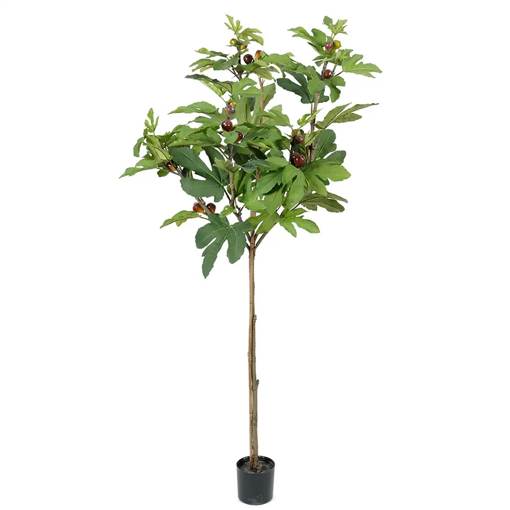 Feigenbaum 150 cm