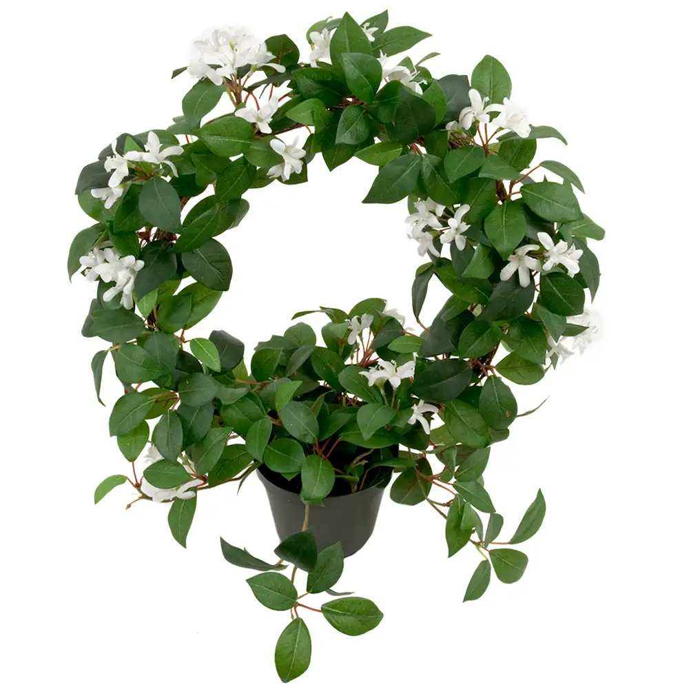 Jasmin Topfpflanze 45 cm Weiß