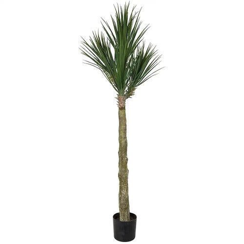 Yucca Rostrata Baum 180 cm