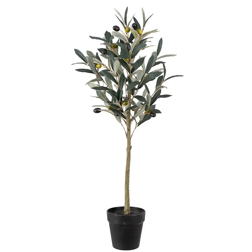 Olive Topfpflanze 75 cm