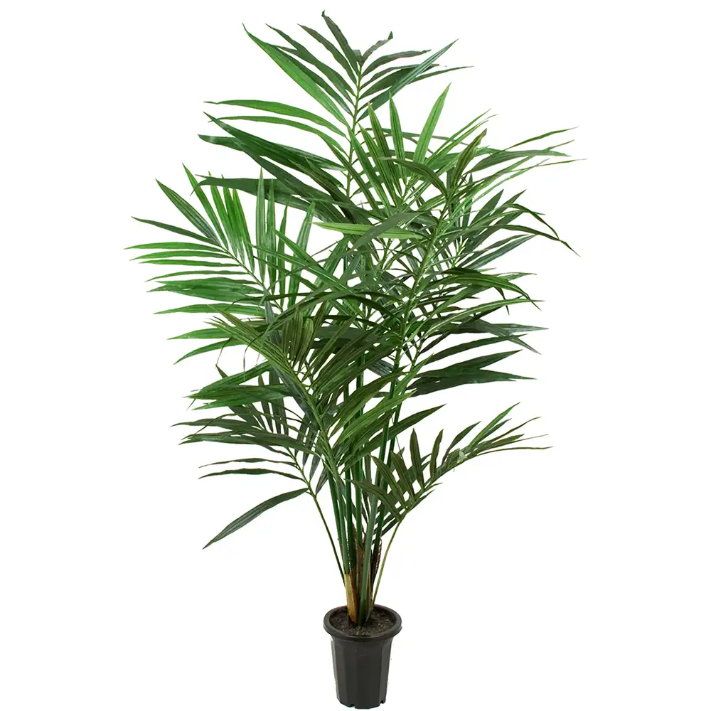 Kentia Palme 120 cm