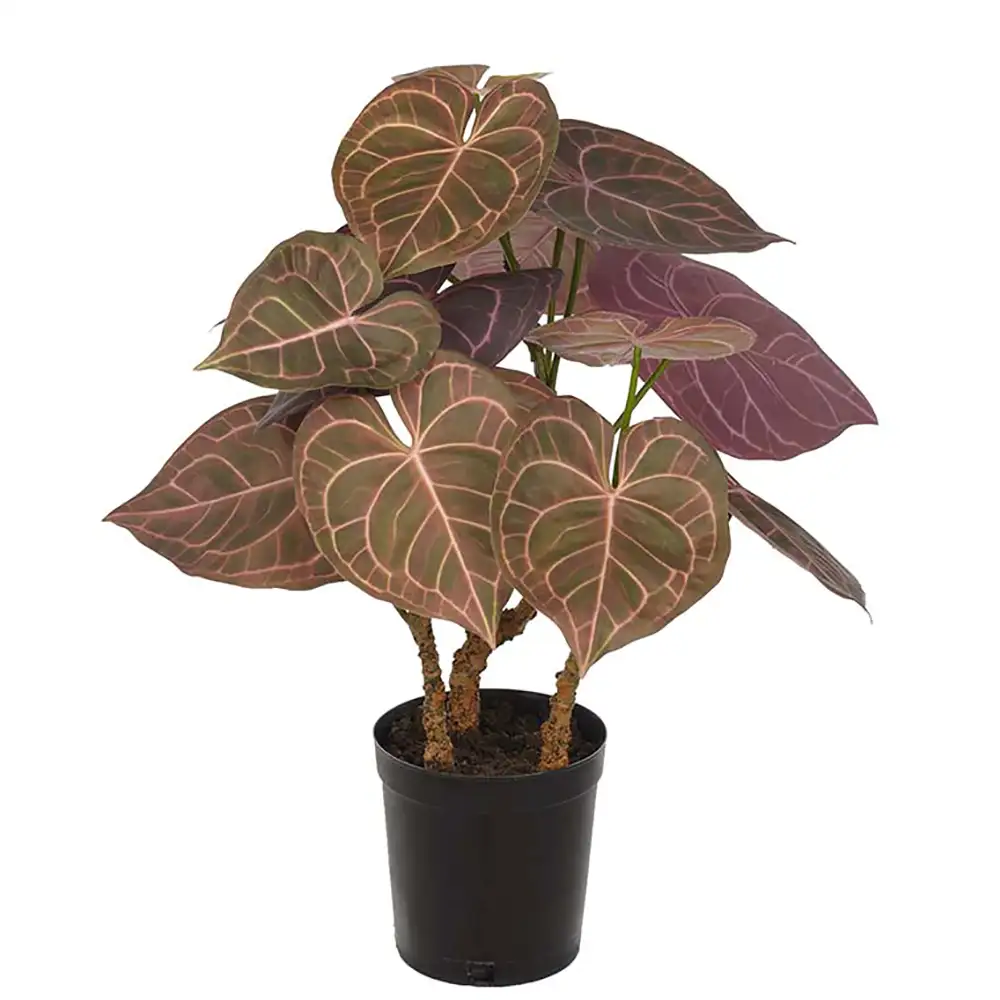 Anthurium Topfpflanze 60 cm