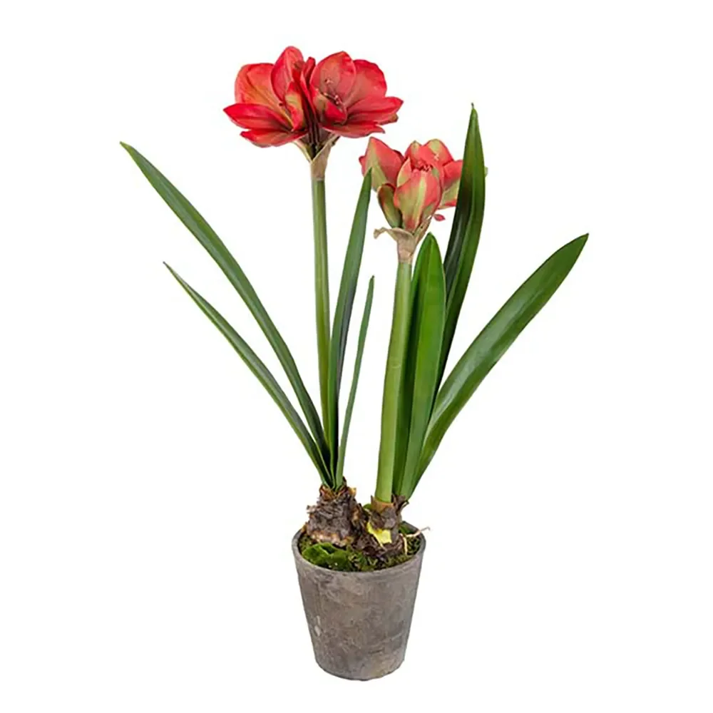 Amaryllis 90 cm Rot