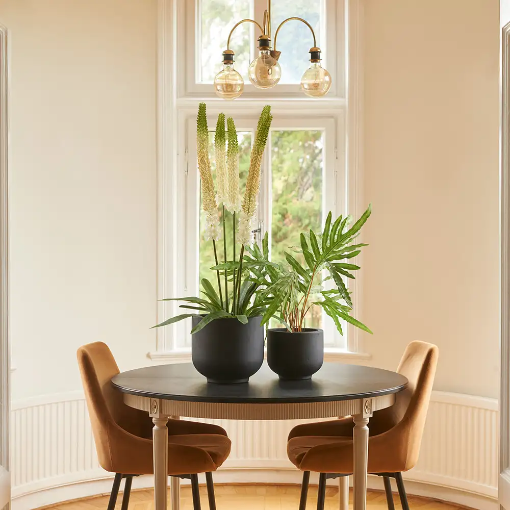 Steppenlilie Topfpflanze 95 cm Weiß