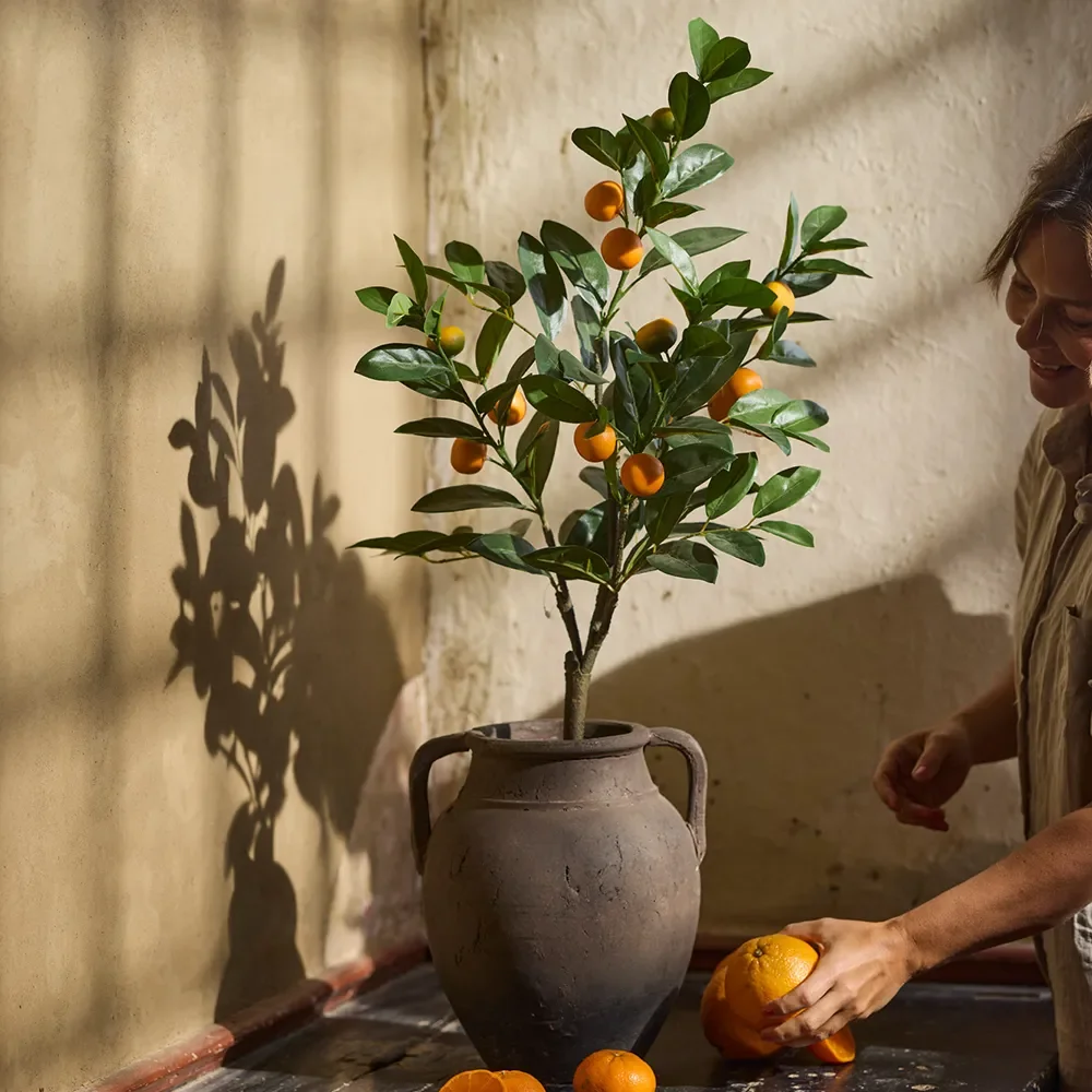 Zitrusbaum 150 cm