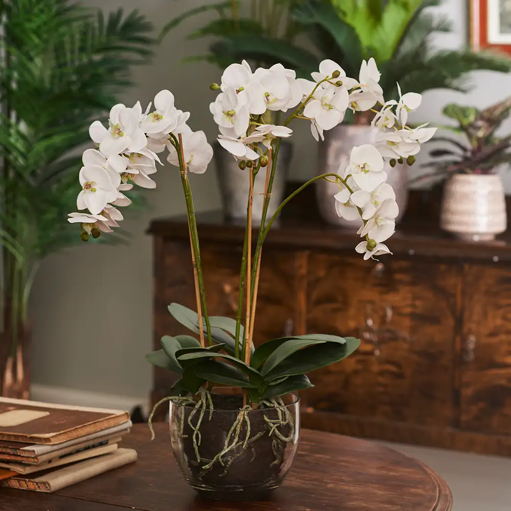 Phalaenopsis Orchidee 130 cm Weiß