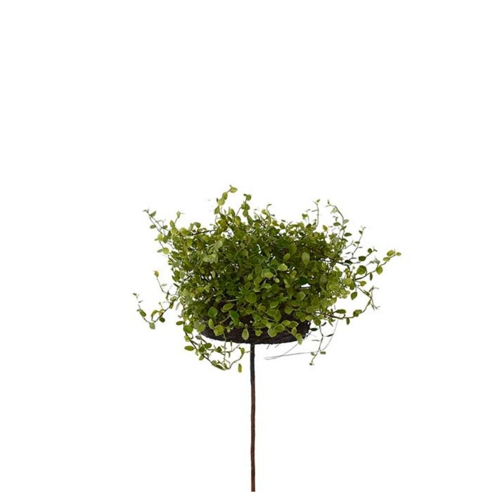 Muehlenbeckia 28 cm