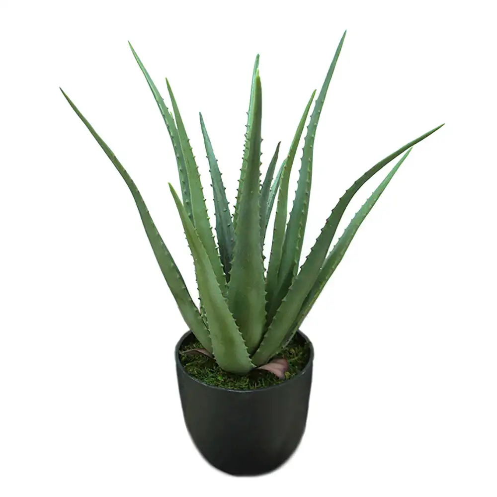 Aloe Topfpflanze 55 cm