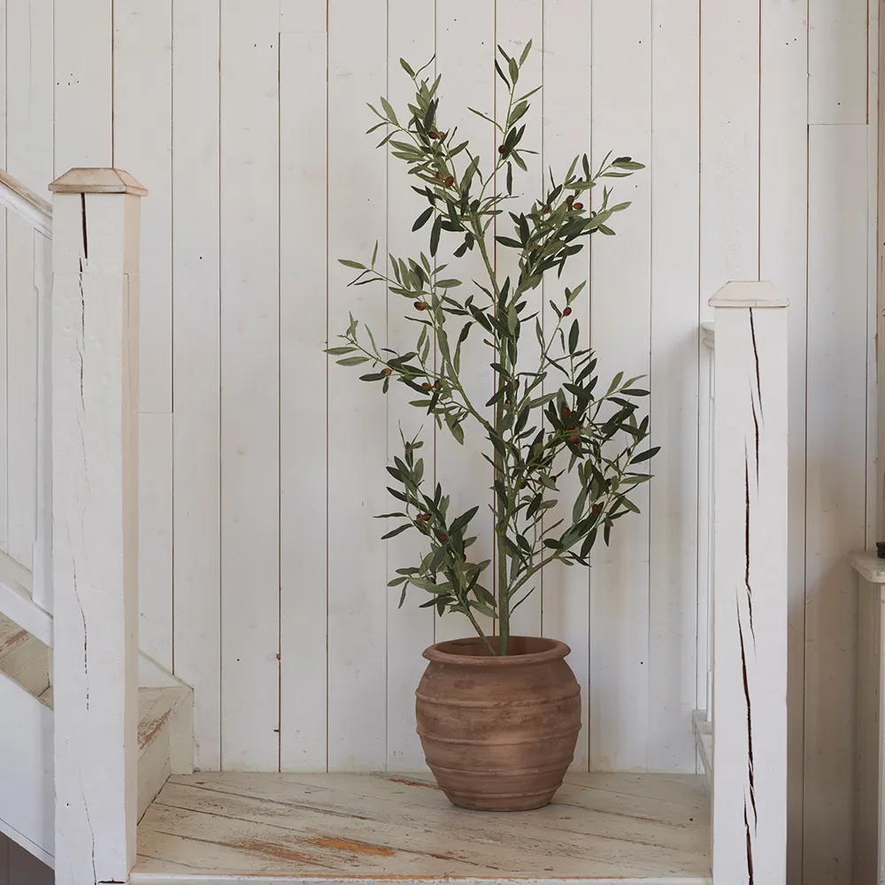 Olivenbaum 140 cm Grün