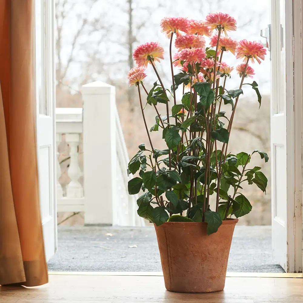 Dahlie Topfpflanze 100 cm Rosa